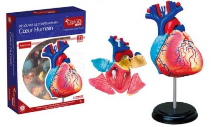 Explora kit anatomie du coeur 31pcs (fr)