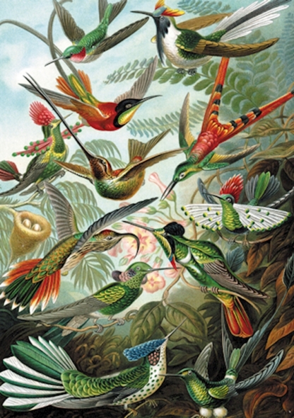 Haeckel – Kolibris 1000 pcs.