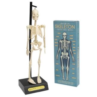 Rex London Anatomical Skeleton Model
